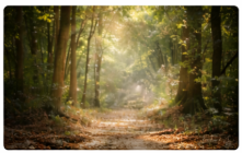 La llamada del bosque